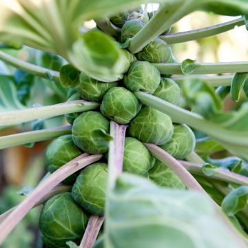 Cavolo di Bruxelles Sanda