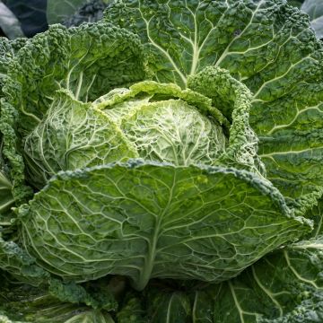 Cavolo di Milano grande des vertus