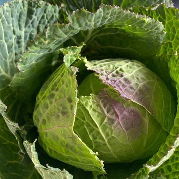 Cavolo di Milano di Pontoise