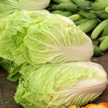 Cavolo cinese pe-tsai spectrum HF1