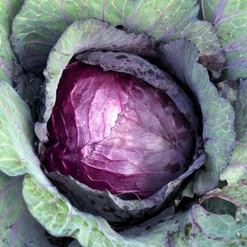 Cavolo rosso testa nera