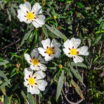Cisto o Cistus aguilarii Maculatus