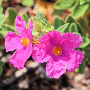 Cisto o cistus Sunset