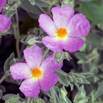 Cistus albidus - Cisto bianco