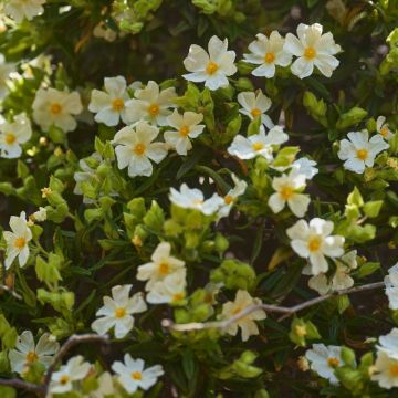 Cisto o Cistus monspeliensis