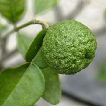 Limone Kaffir o Citrus hystrix