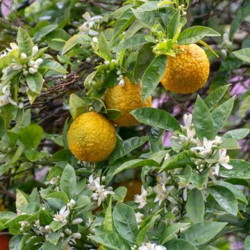 Bergamotto, bergamotta o Citrus bergamia