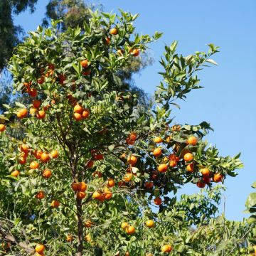 Clementino o Citrus clementina