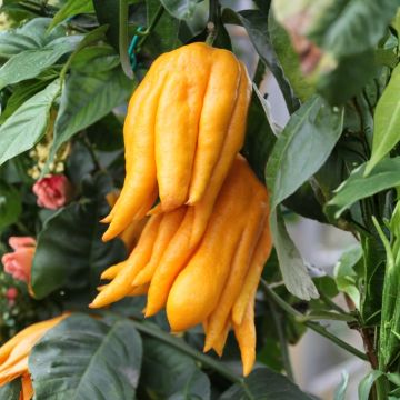 Cedro (agrumi) Main de Bouddha o Citrus medica Digitata