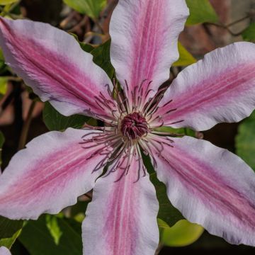 Clematide arbustiva o Clematis Saphyra Duo Rosa