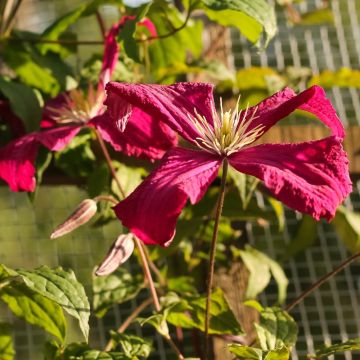 Clematide o Clematis viticella Burning Love