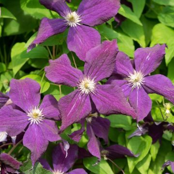 Clematide o Clematis viticella Etoile Violette