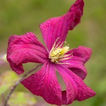 Clematide o Clematis viticella Mme Julia Correvon
