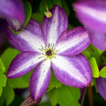 Clematide o Clematis Lavallée n°1