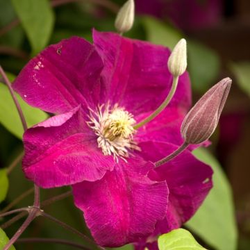 Clematide o Clematis Jackmanii  Madame Edouard André