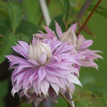 Clematide o Clematis Multi Pink