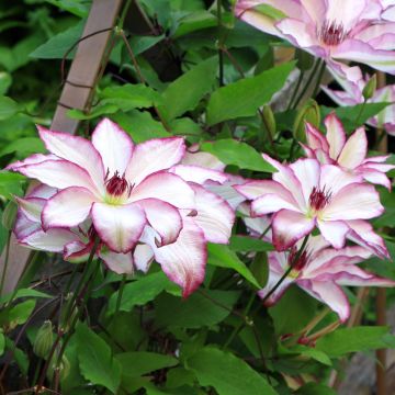 Clematide o Clematis Picotee