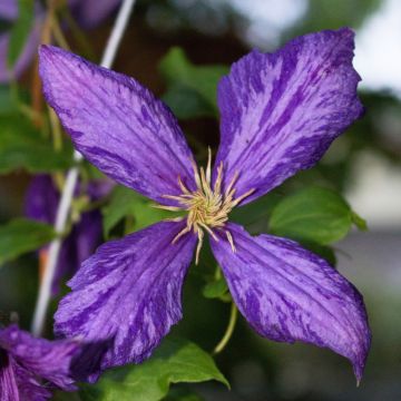 Clematide o Clematis Tie Dye