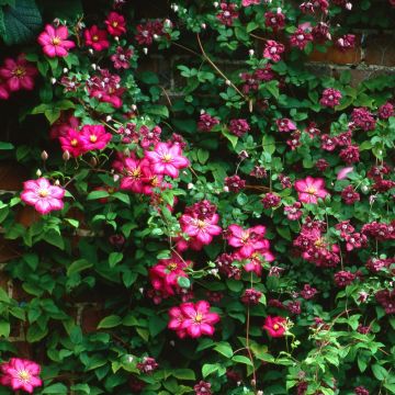 Clematide Ville de Lyon