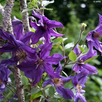 Cl&eacute;matite - Clematis Saphyra Violetta 'Cleminov 32'