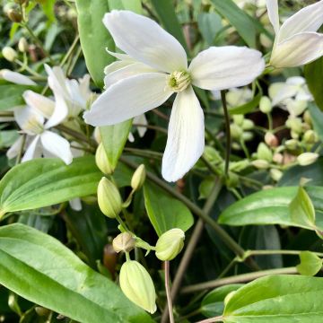 Cl&eacute;matite armandii