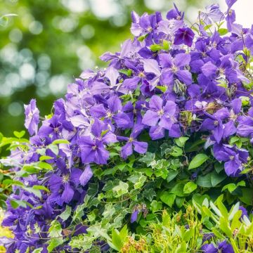 Clematide o Clematis viticella Perla d'Azur