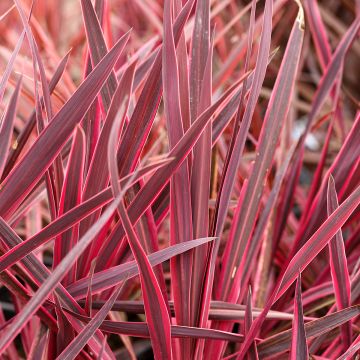 Cordiline o Cordyline Charlie boy®