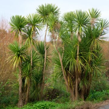 Cordyline, Dracaena o Cordyline australis