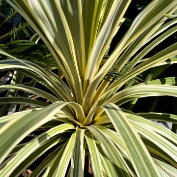 Cordilina variegata, Dracaena o Cordyline australis ‘Torbay Dazzler’