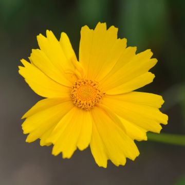 Coreopsis Sonnenkind