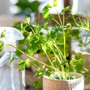 Coriandolo BIO per Giardini Indoor