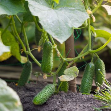 Cetriolini Hokus BIO Cetriolini Hokus BIO