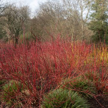 Corniolo bianco o Cornus alba Baton Rouge®