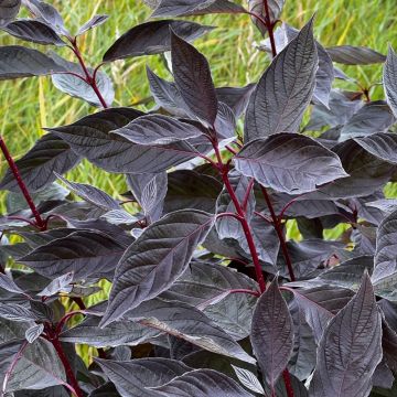 Corniolo bianco o Cornus alba NIGHTFALL®