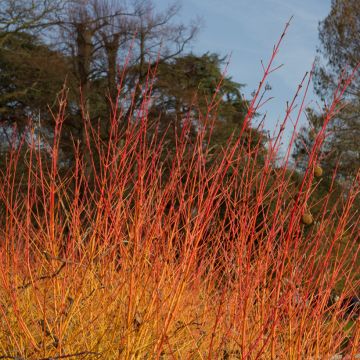 Cornus sanguinea WINTER FLAME ® Anny Il vaso da 7.5L