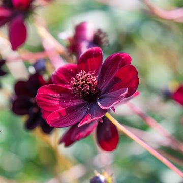 Cosmos fior di Cioccolato