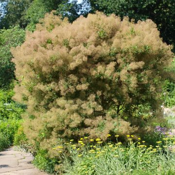 Albero della nebbia o Cotinus Young Lady