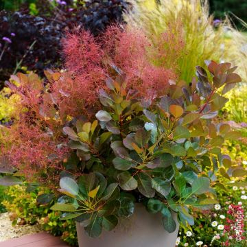 Albero della nebbia o Cotinus Flamissimo