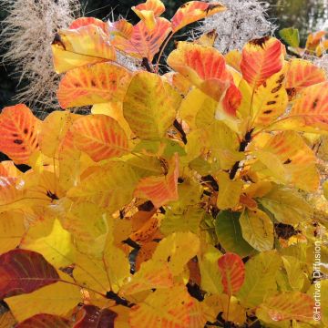 Albero della nebbia o Cotinus Lemon Lady®