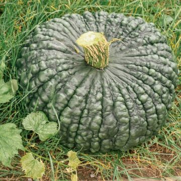 Zucca Marina di Chioggia