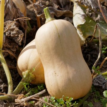 Zucca Waltham Butternut – Noce di burro