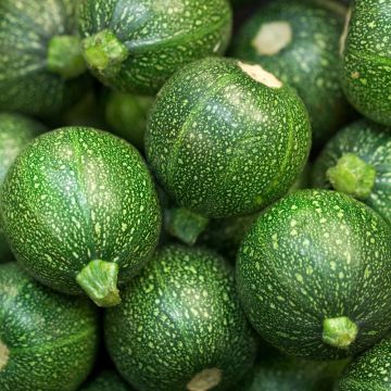 Zucchina di nizza tonda