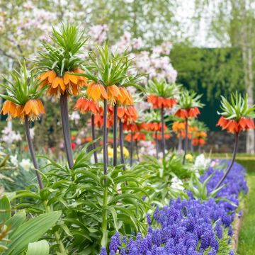 Fritillaria - Corona Imperiale Arancione