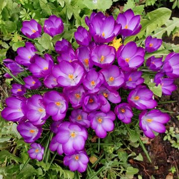 Croco botanico Ruby Giant