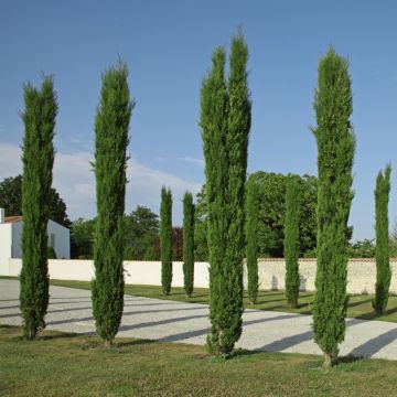 Cyprès de Provence, cyprès d’Italie, cyprès de Florence ou Cupressus sempervirens ‘Totem’