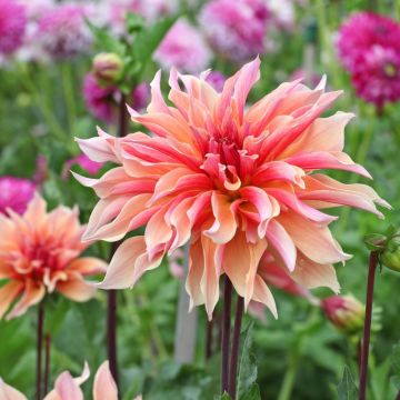 Dalia decorativa Labyrinth