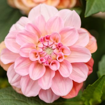 Dahlia balle Linda's Baby