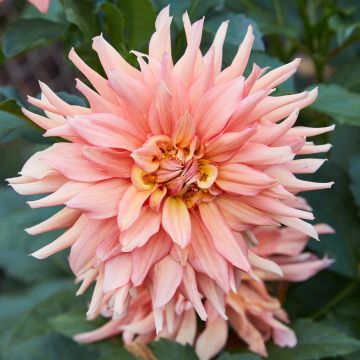 Dahlia gigante Big Brother