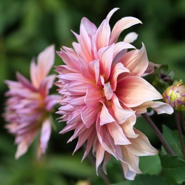 Dahlia gigante Mango Madness