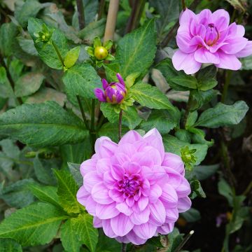 Dahlia decorativo Mediterraneo